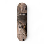 Tortoise SKATEMORE Skateboard