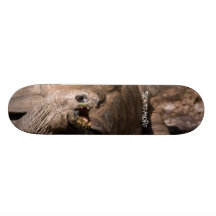 Tortoise SKATEMORE Skateboard