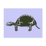 tortoise skeleton postcards