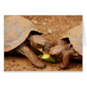 Tortoise Snack cards