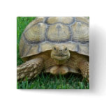 Tortoise Square Pin buttons