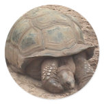 Tortoise Sticker