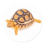 Tortoise stickers