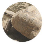 Tortoise stickers