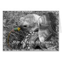 Tortoise - Stop & taste the flowers cards