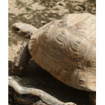 Tortoise t-shirts