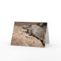Tortoise's Challenge cards
