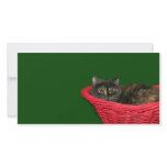 Tortoiseshell Christmas photo cards