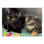 Tortoiseshell Kitten/Black Cat Greeting/Note Cards