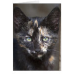 Tortoiseshell Kitten cards