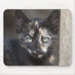 Tortoiseshell Kitten mousepads