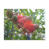 Tortola Flowers Postcard
