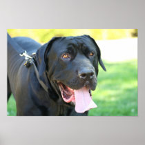 Tosa Inu dog poster
