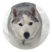 Total Adoration Stickers