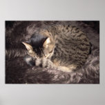 Total Comfort posters