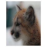 'Totem Cougar Cub' flyers