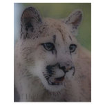 'Totem Cougar on the Hunt' flyers