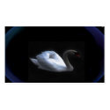 totem swan business cards