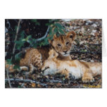 Toto Simbas (Baby Lions) cards
