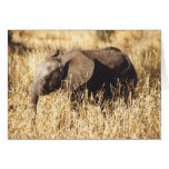 Toto Tembo (Baby Elephant) Greeting Cards