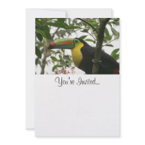 Toucan in the Jungle