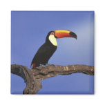 Toucan Long Shot Fridge Magnet