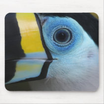 Toucan