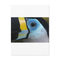 Toucan