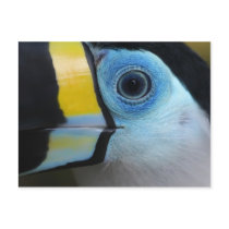 Toucan
