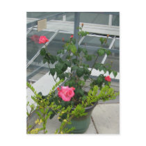 Touch of Class Rose Postcard