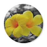 Touch of Colour magnets