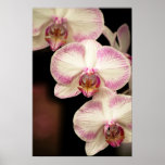 Touch of Pink - Orchids Posters
