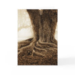 Touching_Earth_MW1104 Cards