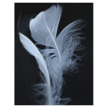 Touching feathers flyers
