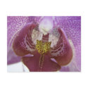 Tounge & Cheek postcards