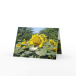 Tournesol cards