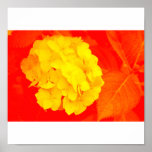 Tow-tone flower posters
