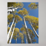 Towering Aspens (5) Poster