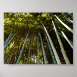 Towering Bamboos Poster posters