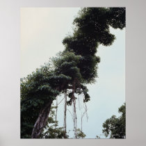 Towering tree and vines in jungle posters