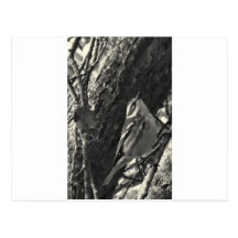 Townsend's Warbler Postcards