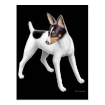 Toy Fox Terrier Postcard