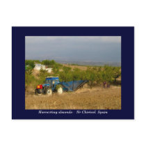 Tractor harvesting almonds rural Spain Postcards