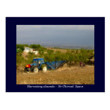 Tractor harvesting almonds rural Spain Postcards