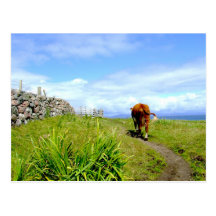 Traffic Jam, Isle of Iona Postcard