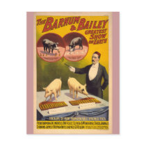 Trained Pigs Circus Poster