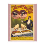 Trained Pigs Circus Poster postcards