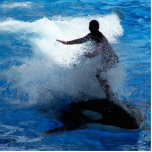 Trainer riding on killer whale orca photograph photo sculptures