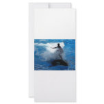 Trainer riding on killer whale orca photograph rack cards