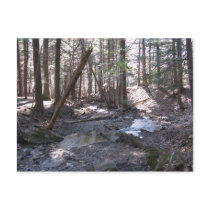 Tranquil Brook Post Cards